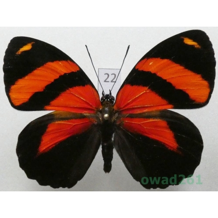 Callicore cynosura (Doubleday & Hewitson, 1847 Peru22